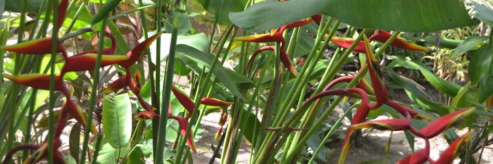 Ayahuasca Retreat | Self-Discovery Experiences in Bahia Brazil